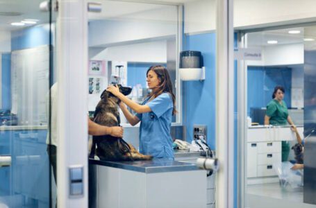 Informații esențiale pe care trebuie să le știi în legătură cu sterilizarea câinilor