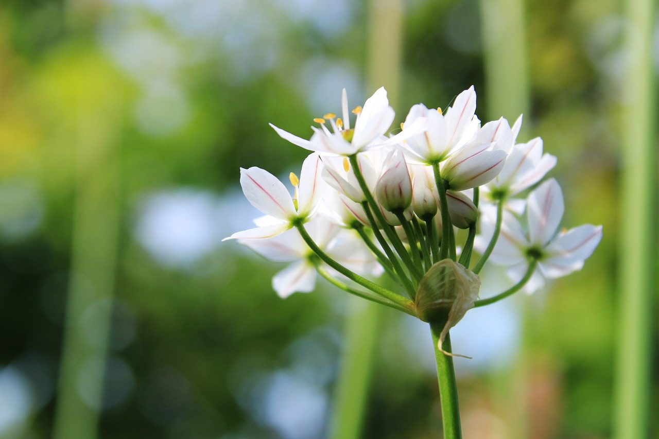 garlic