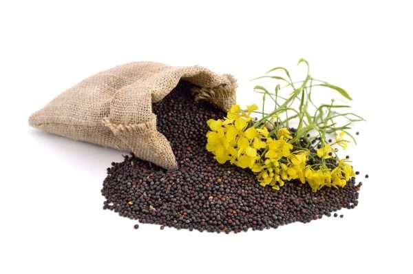 Hibrizi de rapiță pentru zonele semi-aride: strategie agronomică pentru maximizarea recoltei